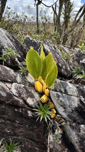 Bifrenaria tyrianthina, photograph 1