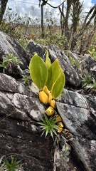 Bifrenaria tyrianthina