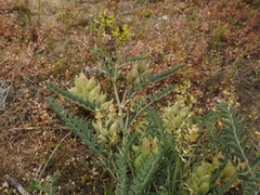 Astragalus lentiginosus nigricalycis