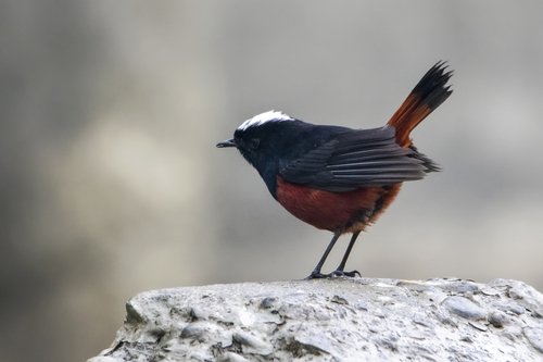 White-capped Redstart