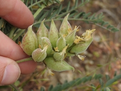 Astragalus lentiginosus nigricalycis