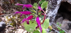 Salvia dorisiana