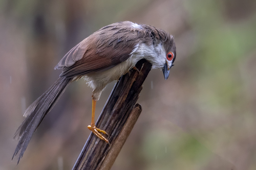 Yellow-eyed Babbler