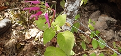 Salvia dorisiana