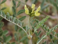 Astragalus lentiginosus nigricalycis