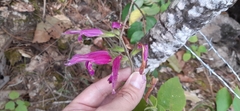 Salvia dorisiana