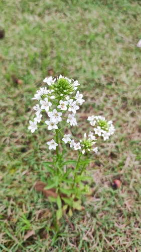 Manipur loosestrife