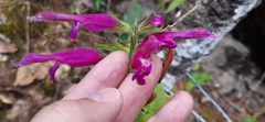 Salvia dorisiana