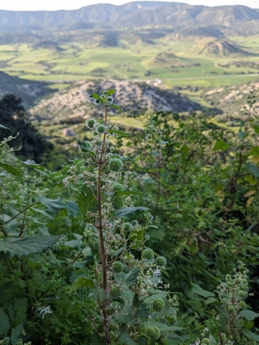 Roman Nettle (Urtica pilulifera)