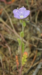 Phacelia ciliata ciliata