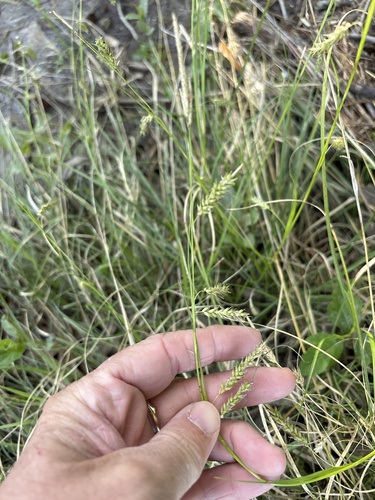Cherokee sedge (Carex cherokeensis)