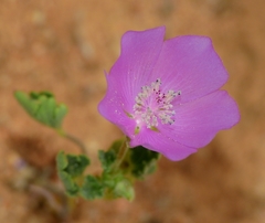 Eremalche parryi kernensis