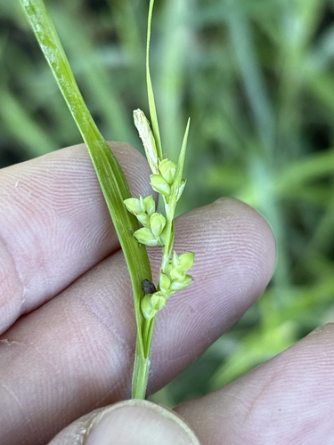 Prune-fruit Sedge (Carex corrugata)