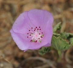 Eremalche parryi kernensis