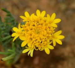 Chaenactis glabriuscula glabriuscula