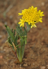 Chaenactis glabriuscula glabriuscula