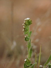 Cryptantha pterocarya pterocarya