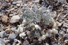 Astragalus newberryi