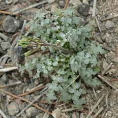 Malacothrix floccifera