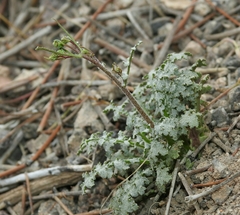 Malacothrix floccifera