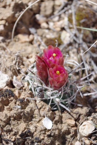 Sclerocactus blainei