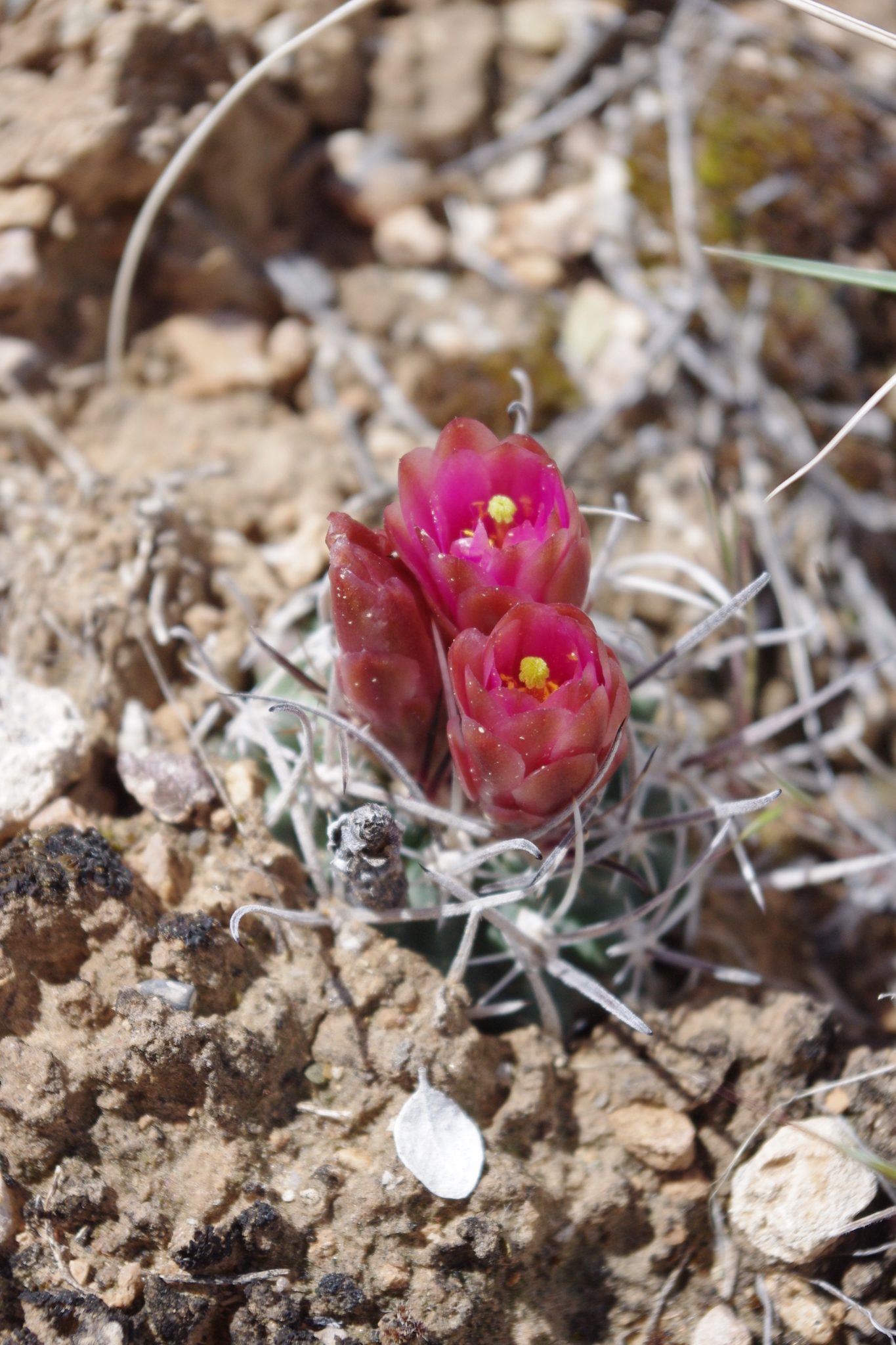 Sclerocactus blainei