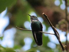 Schistes albogularis