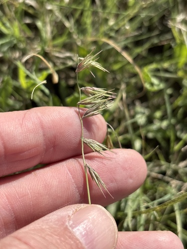 Texas grama (Bouteloua rigidiseta)