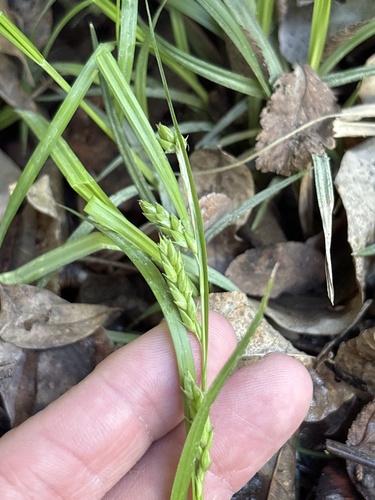 Davis' sedge (Carex davisii)