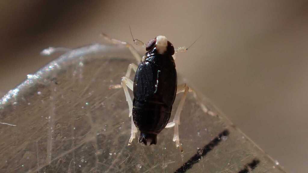 Mirabella albifrons