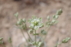 Frasera albomarginata