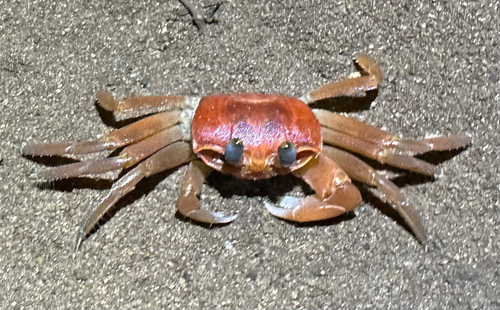 African Ghost Crab