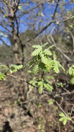 downy oak (Quercus pubescens)