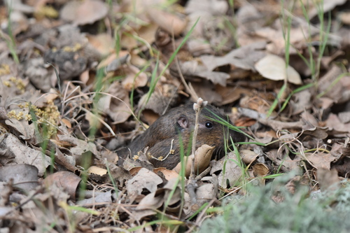 iNaturalist observation photo of Botta's Pocket Gopher
