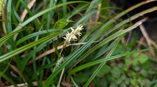 Carex dolichostachya observed 2026-03-29