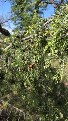 western prickly juniper (Juniperus oxycedrus)