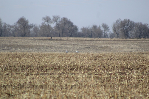 Whooping Crane photographed in North Dakota