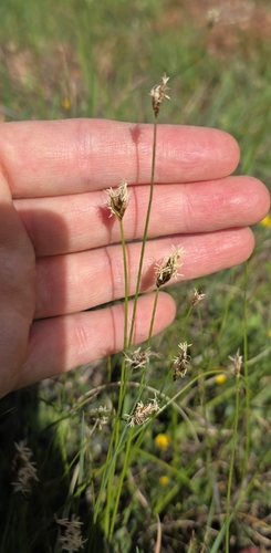 Divided Sedge (Carex divisa)