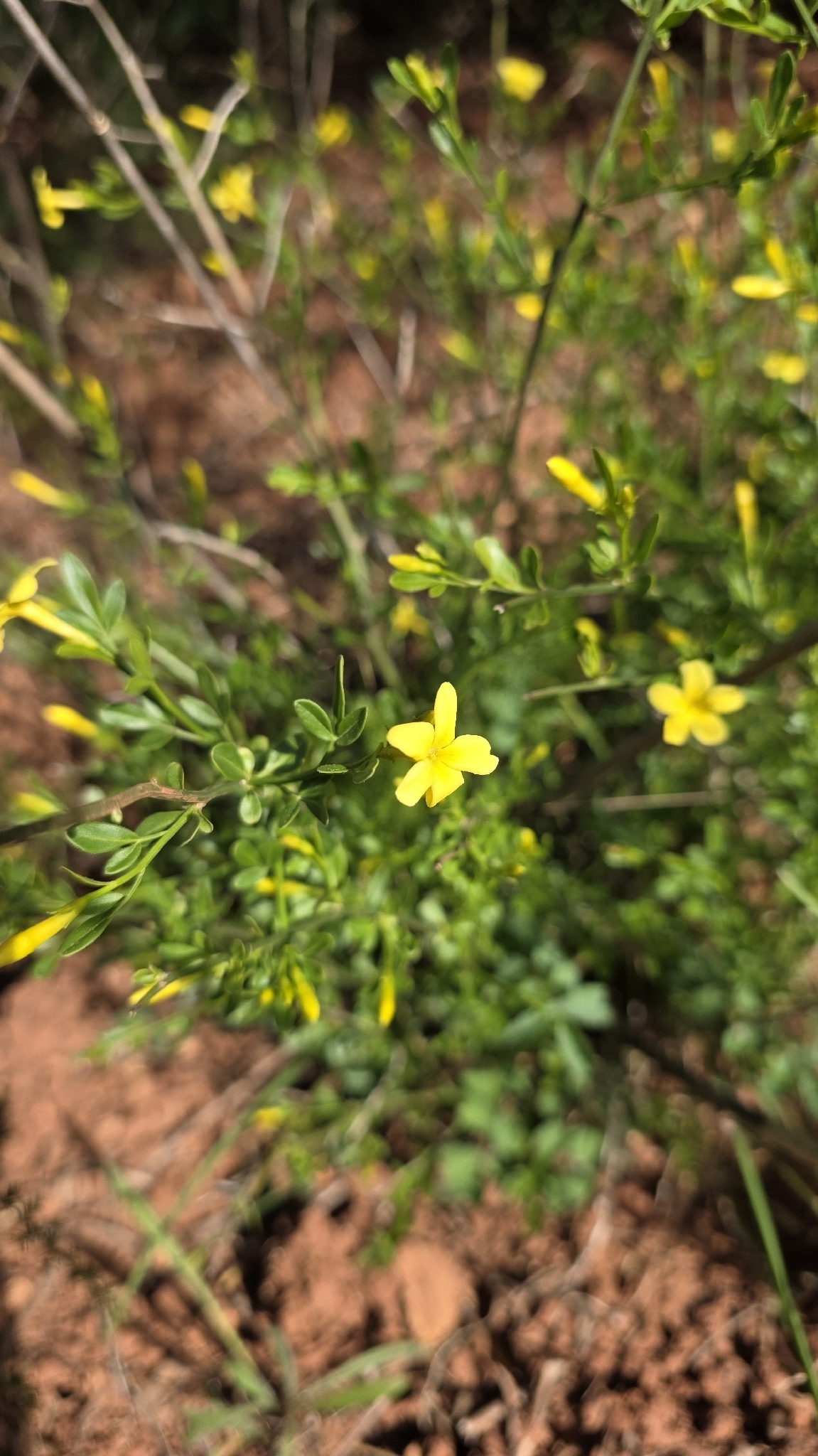 Chrysojasminum Fruticans (Chrysojasminum fruticans)