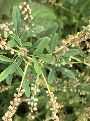 Toxomerus marginatus