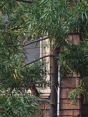 Haemorhous mexicanus