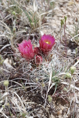 Sclerocactus nyensis