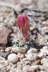 Sclerocactus nyensis