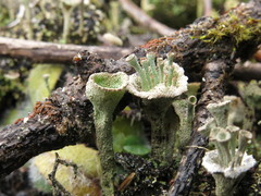 Cladonia albonigra