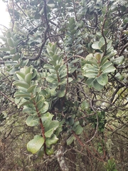 Santalum haleakalae
