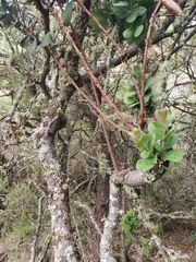 Santalum haleakalae
