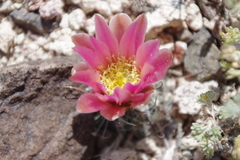 Sclerocactus nyensis
