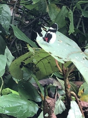 Heliconius doris
