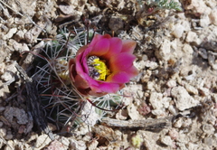 Sclerocactus nyensis
