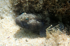 Bathygobius krefftii